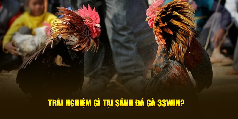 Trải nghiệm gì tại sảnh đá gà 33WIN
